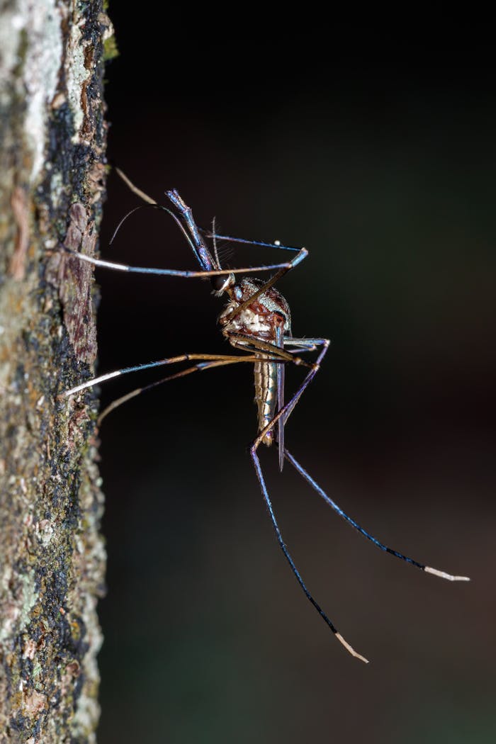Detailed image of a mosquito resting on tree bark with focus on its delicate form.